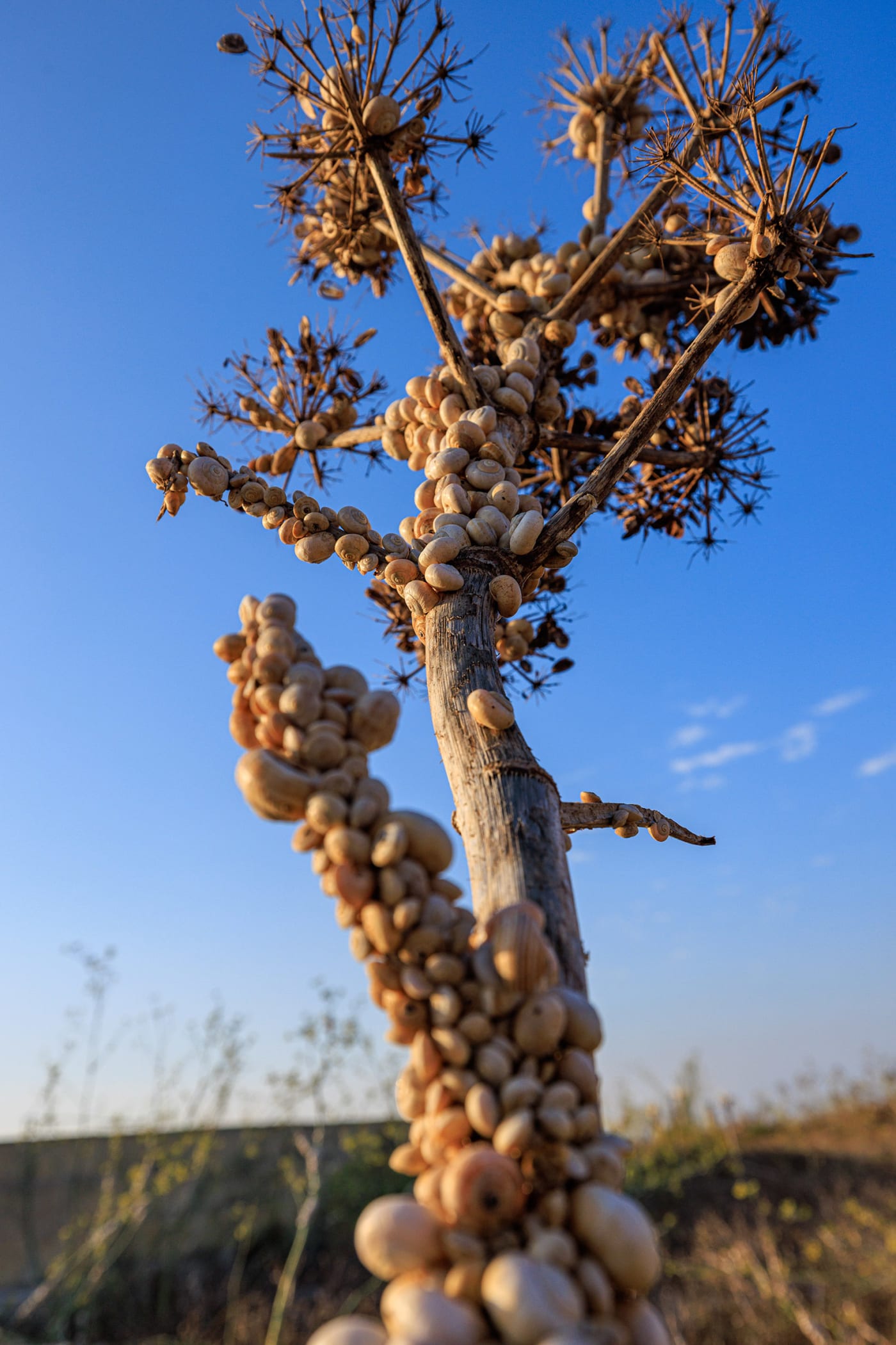 In the countryside of Gozo, land snails often climb dried stalks to find cooler air away from the sun-heated ground.