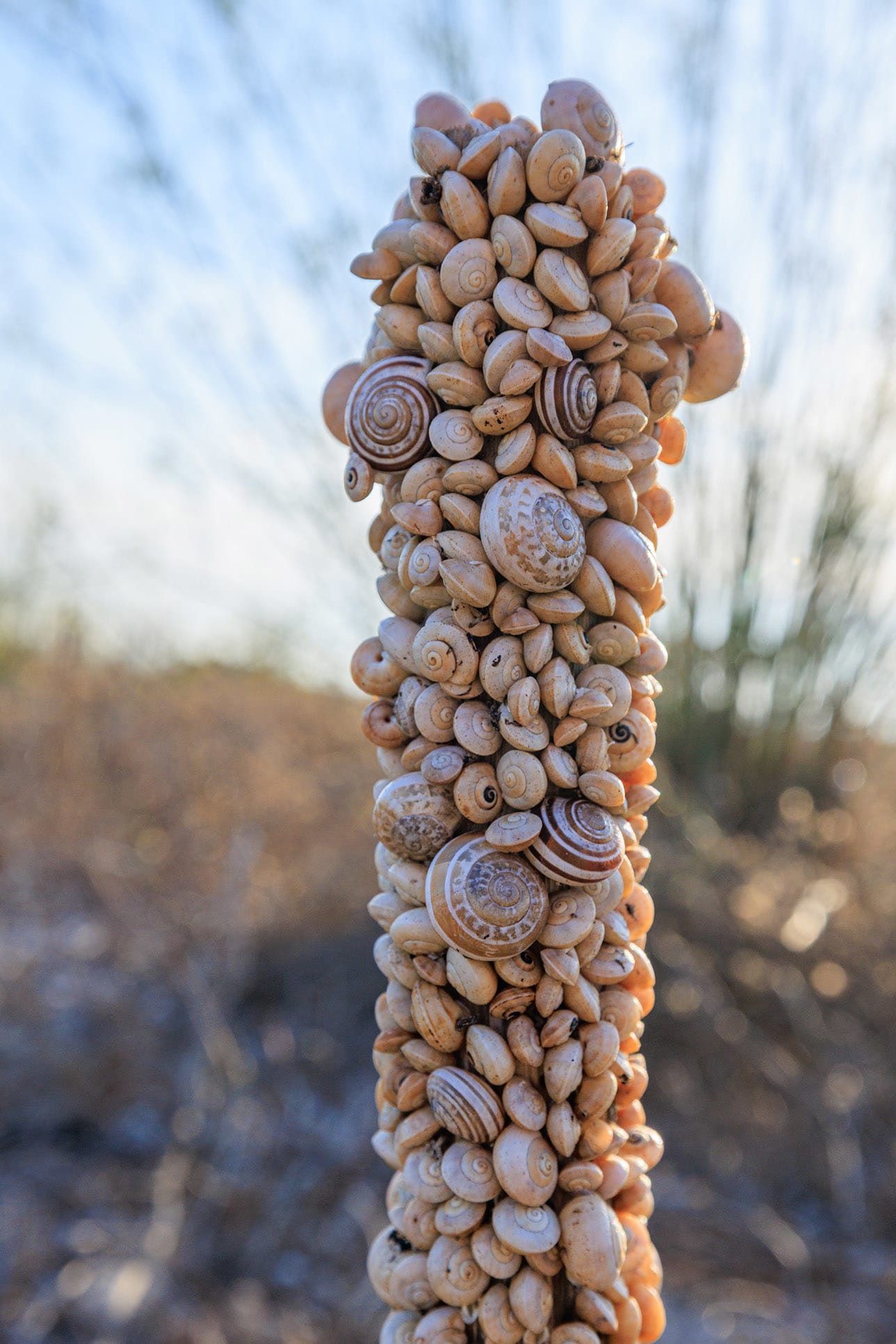 Escaping the heat: land snails huddle together on a vertical stalk in the Maltese countryside on the island of Gozo.
