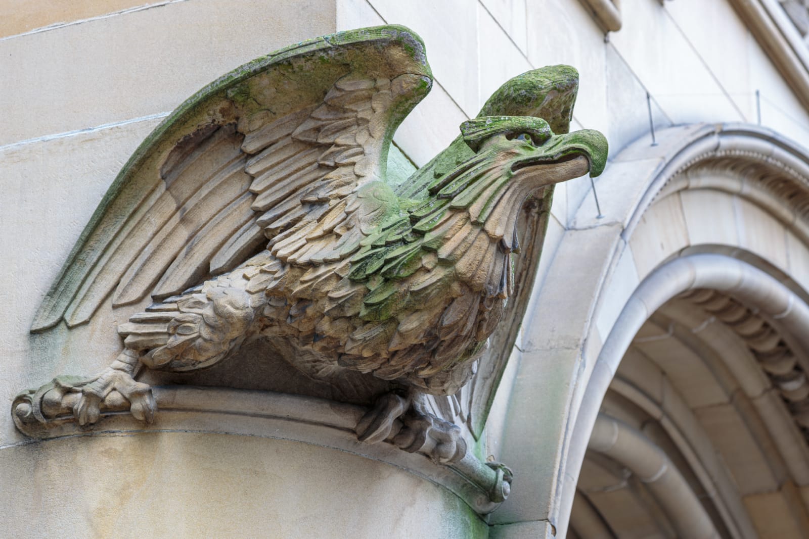 Eagle watching from the corner