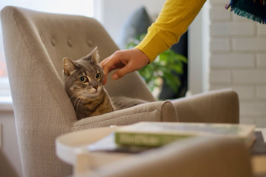 Cat sitter from Away Home and Pet Care scratching a relaxed gray tabby cat on a cream armchair during an in-home cat-sitting visit in Ogden, Utah
