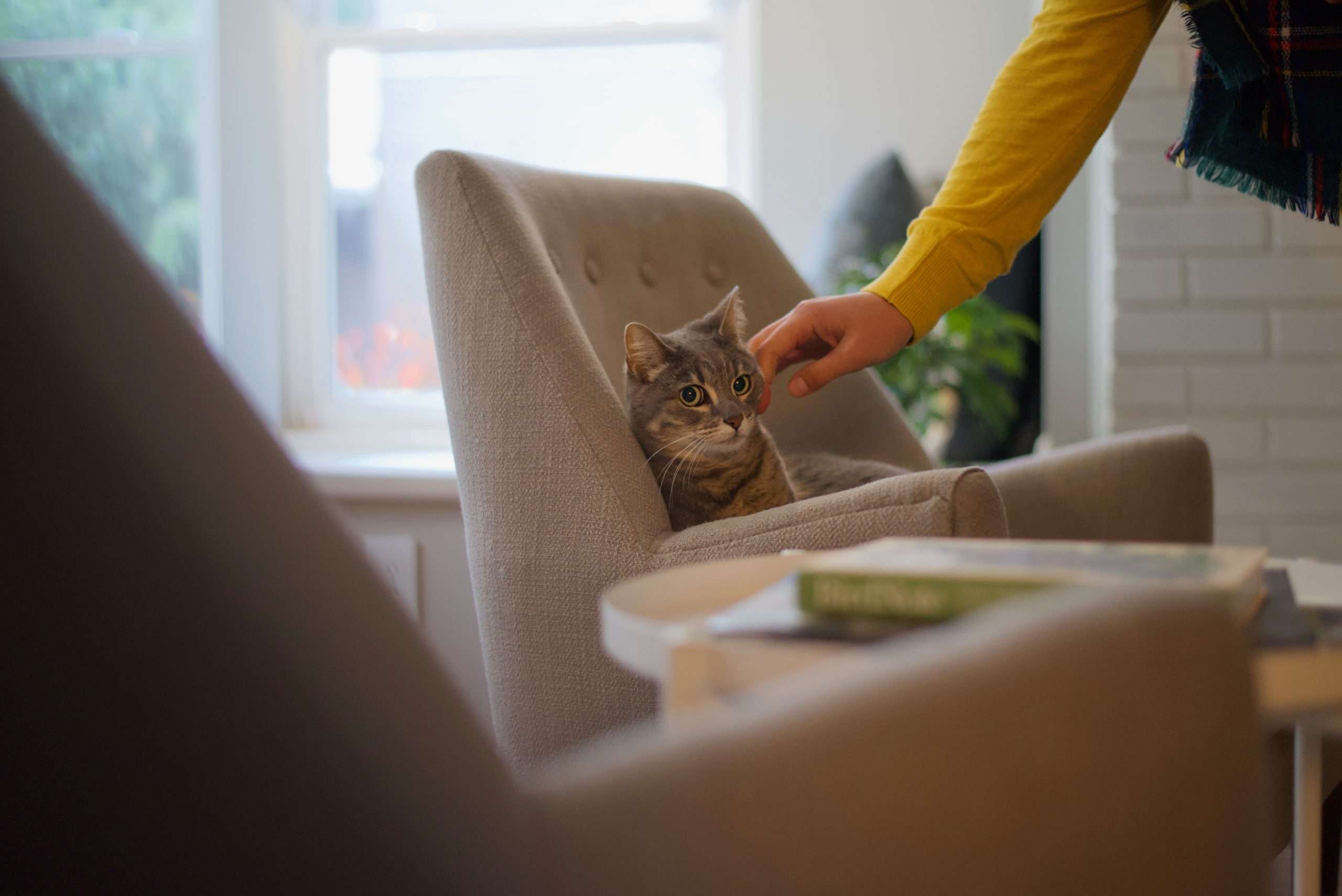 Cat sitter in Ogden Utah petting a cat
