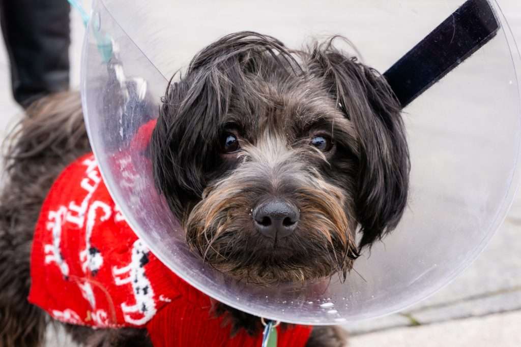 Dog wearing cone of shame