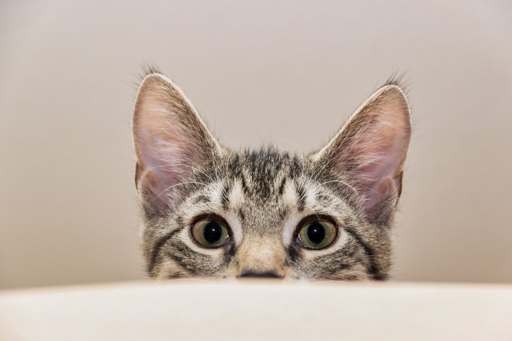 Cat peeking above a table in Ogden Utah