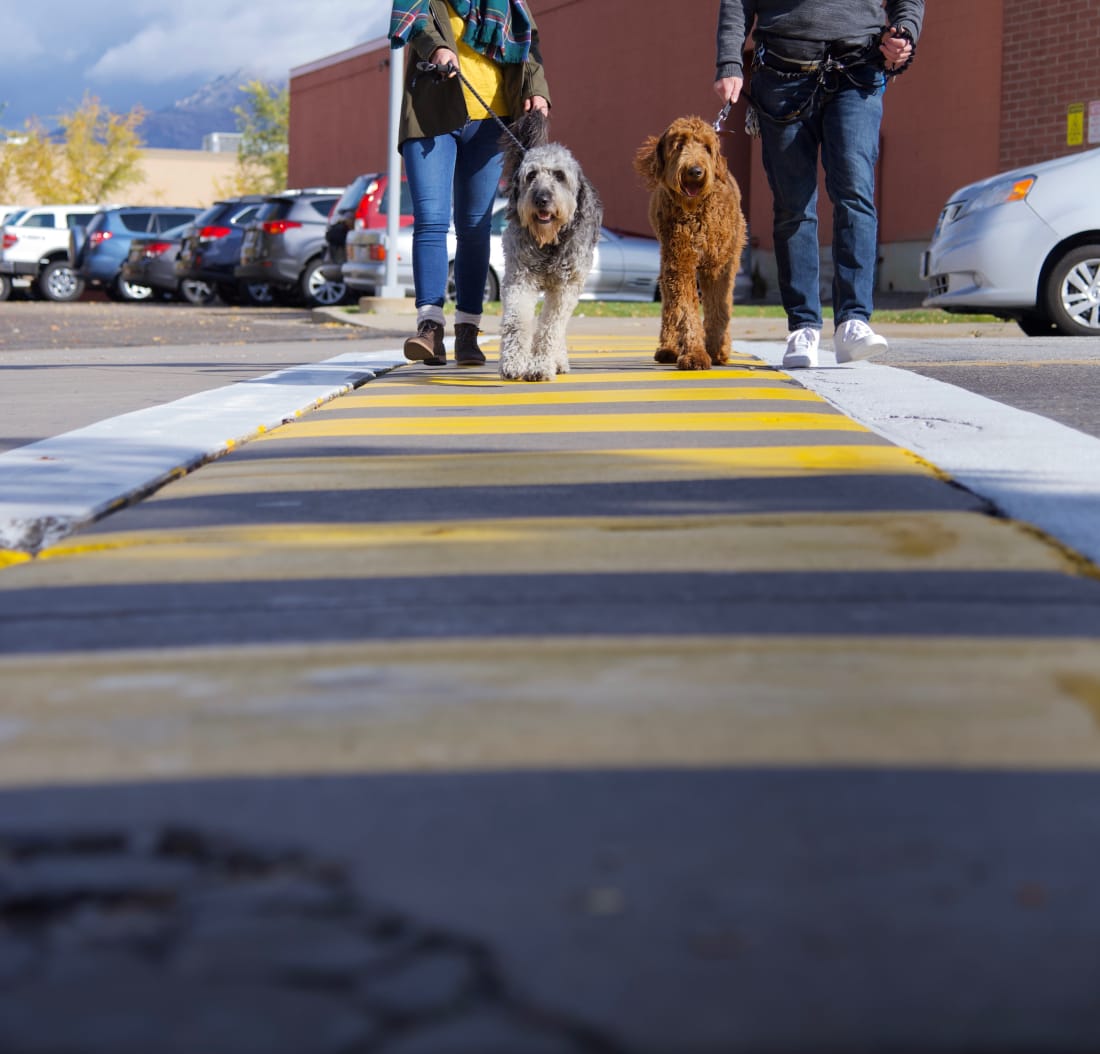 Away Home & Pet Care dog walker with two labradoodles crossing a street in Ogden, Utah, Wasatch mountains in the background