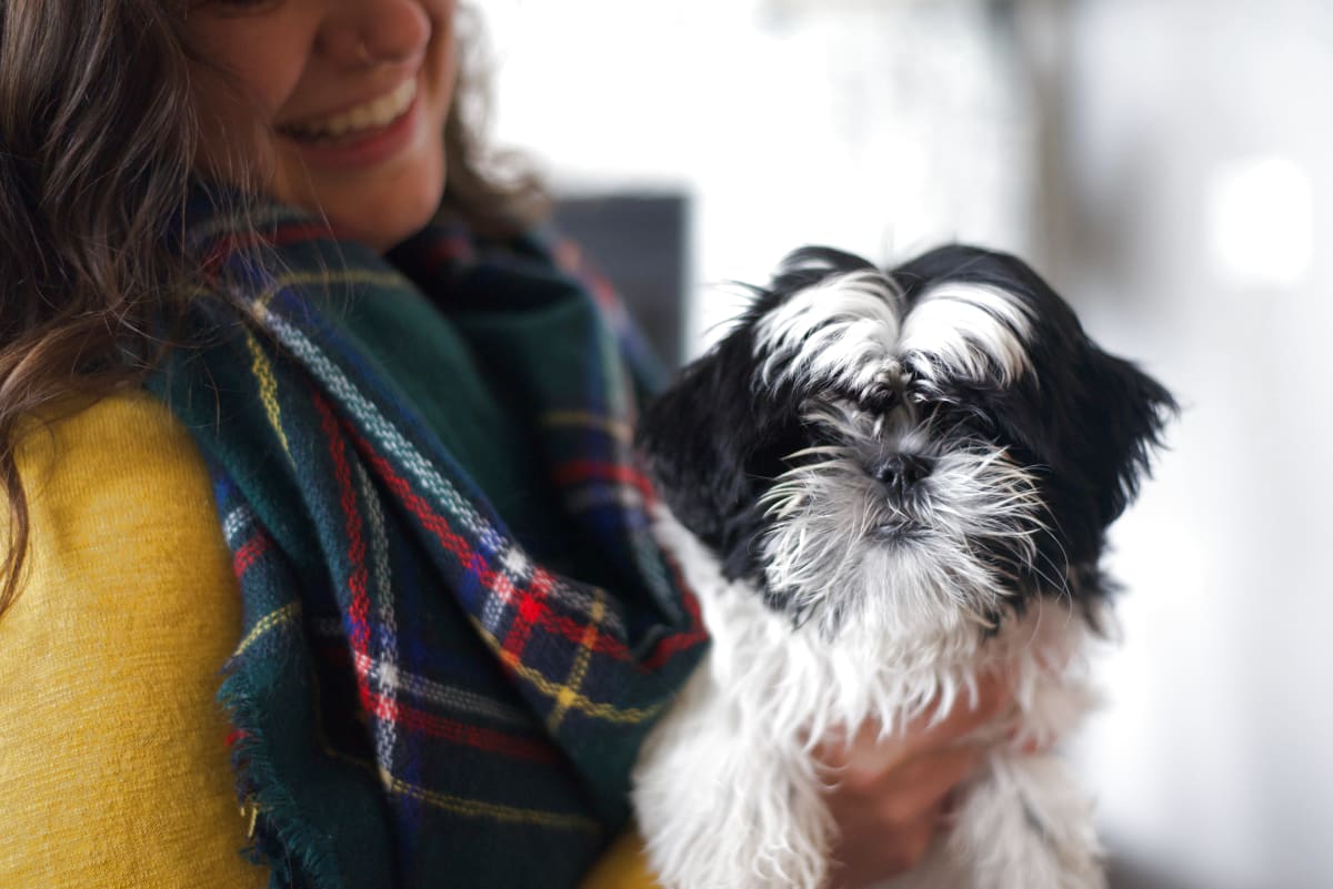 Professional in-home pet sitter holding a small shih tzu during an Ogden Utah visit