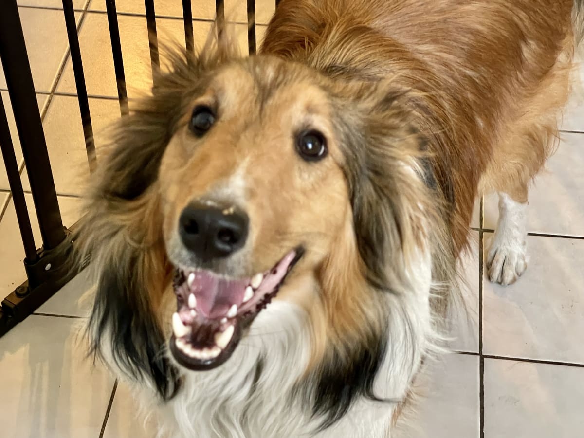 Away Home & Pet Care team member greeting a senior dog during an in-home pet sitting visit in Ogden, Utah