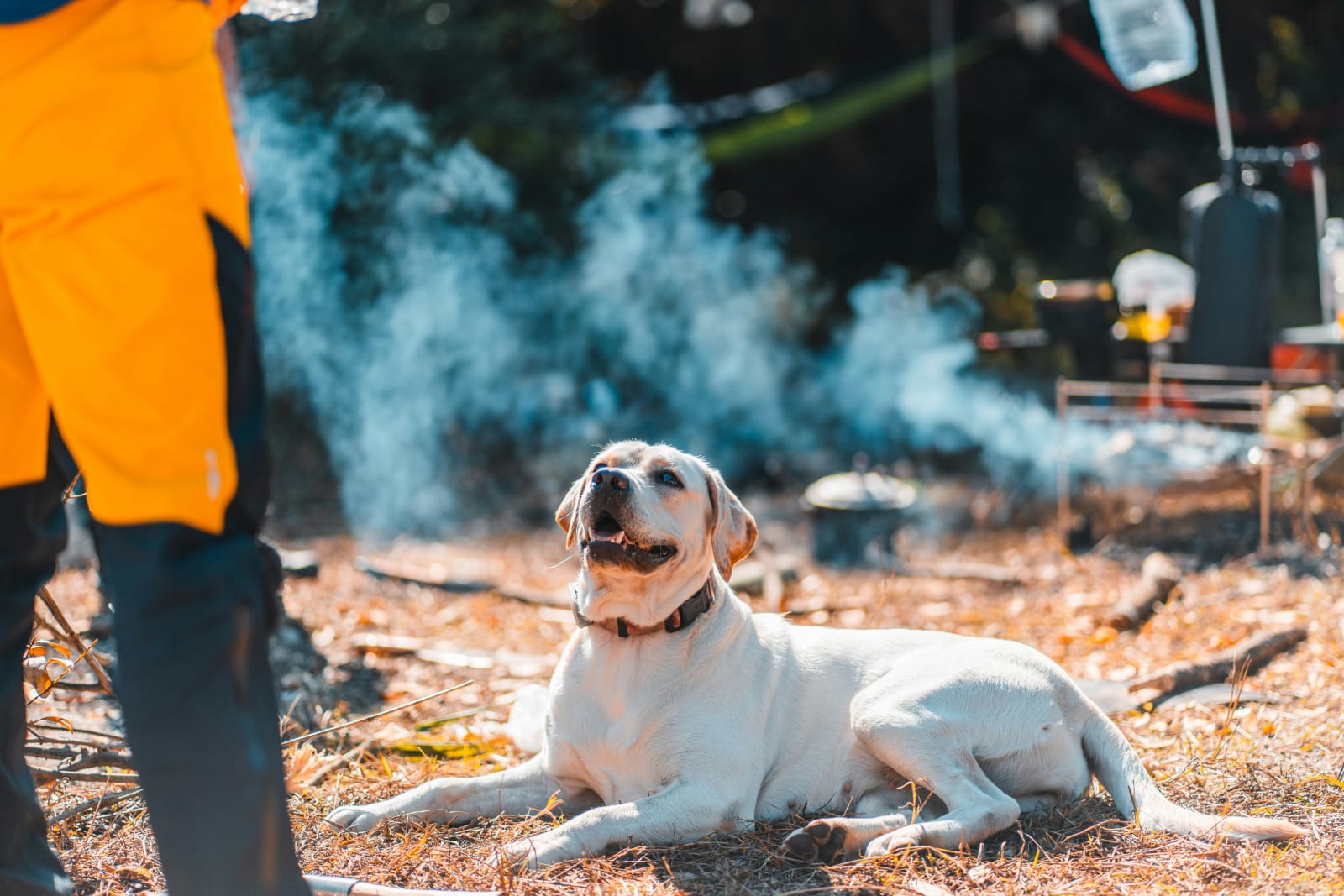 Yellow Labrador lying calmly beside campfire smoke, showing how wildfire smoke affects dogs near Ogden, Utah.