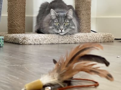 Fluffy gray cat on cat tree during in-home cat sitting visit in Ogden Utah