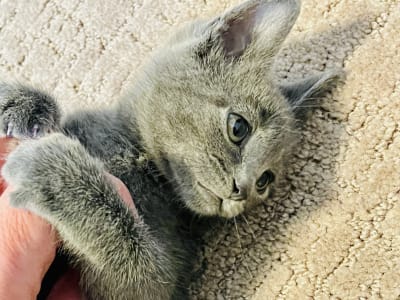 Away Home & Pet Care sitter holding kitten during cat sitting visit in Ogden Utah
