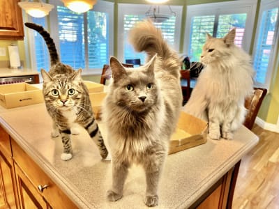 Three cats in their Ogden home cared for by Away Home & Pet Care