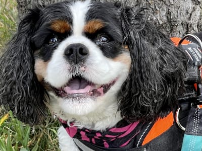 Cavalier King Charles spaniel on a walk with Away Home & Pet Care in Ogden Utah
