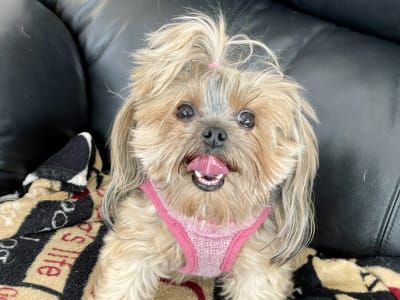 Shih tzu happy at home during Away Home & Pet Care visit in Ogden Utah