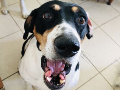 Tricolor hound relaxing at home after Away Home & Pet Care pet sitting visit in Ogden Utah
