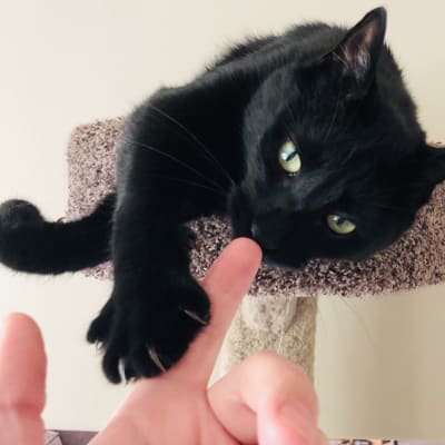 A sleek black cat with green eyes lounging on top of a carpeted scratching post while reaching a paw toward a care team member's hand