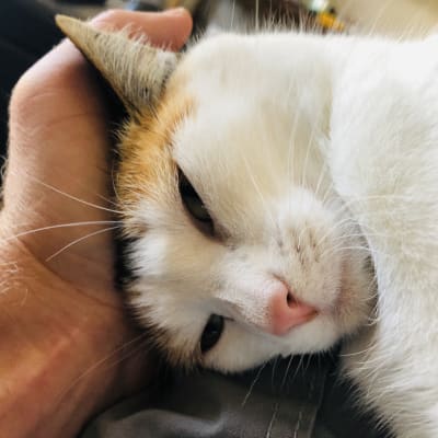 White and orange calico cat relaxes and leans into a hand giving gentle cheek scratches during an at-home visit.