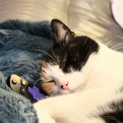 A calico cat sleeps curled up on a teal blanket on a leather couch, with a small purple toy tucked beside her.