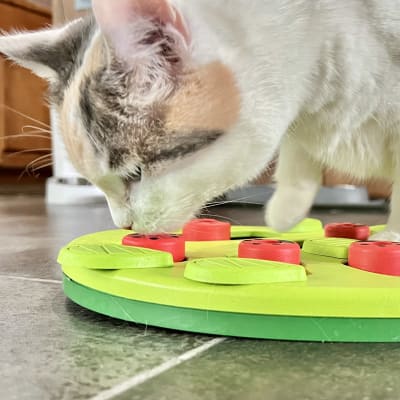Calico cat leaning down to sniff a green and red round treat puzzle feeder on a tile kitchen floor.