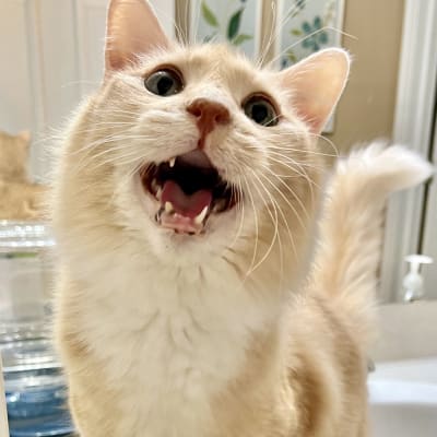 Cream-colored fluffy cat standing on a bathroom counter with its mouth open as if mid-meow, another orange cat blurred behind.