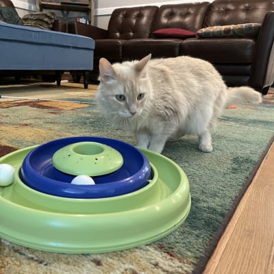 Cream-colored cat eyeing interactive puzzle toy on living room rug during cat sitting visit