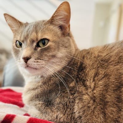 Soft dilute tortoiseshell cat rests on a red and white striped blanket, looking calm and curious during an indoor sitting visit.