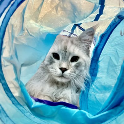 Fluffy silver tabby cat sitting inside a blue fabric cat play tunnel, looking out toward the camera.