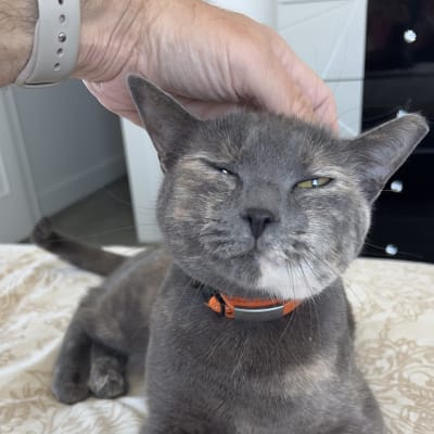 Gray short-haired cat with an orange collar squinting happily while a hand scratches the top of its head on a patterned bedspread