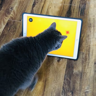 Gray cat viewed from above paw-batting at an iPad on a wood floor displaying a bright yellow cat game with a red target.