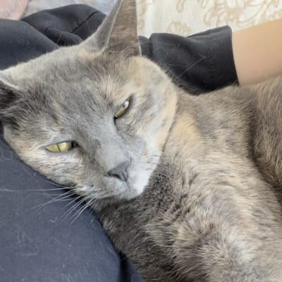 A dilute gray cat curls up on the lap of a person wearing dark clothing, looking sleepy and content.