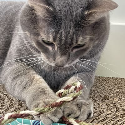 Gray cat with white whiskers playing with a braided rope toy on a cardboard scratcher during cat sitting visit