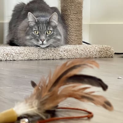 Fluffy gray cat crouched on a tan cat tree platform watching a brown and black feather wand toy in the foreground.