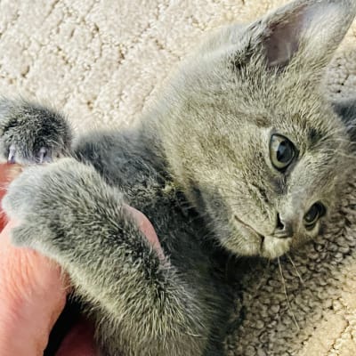 A tiny gray kitten lying on its back on a carpeted floor getting a belly rub from a care team member's hand