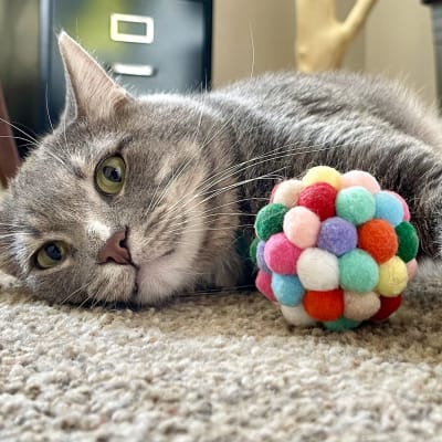 A gray tabby cat lies on carpet next to a colorful pompom ball toy, looking relaxed and content.