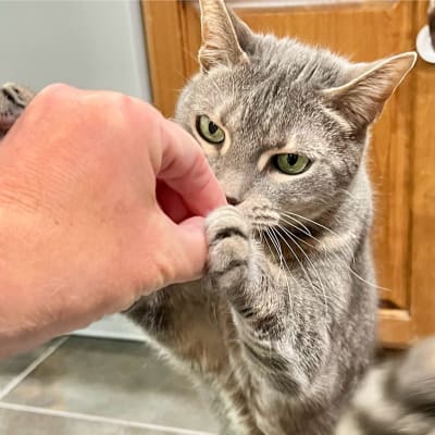 A gray tabby cat gently takes a treat from a person's hand indoors, standing up on its back legs on a tile floor.