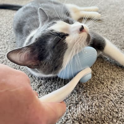 Gray and white cat lying on carpet with eyes closed being brushed with a blue massage brush held by a team member's hand.