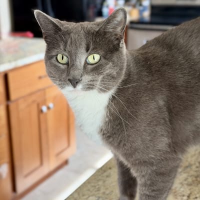 Gray and white short-haired cat with bright yellow-green eyes standing on a granite kitchen counter with wood cabinets behind.