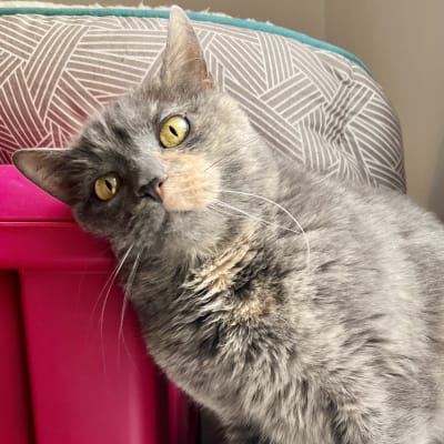 Dilute grey tortoiseshell cat with golden eyes leans against a pink storage bin in a bedroom corner during an indoor cat-sitting visit.