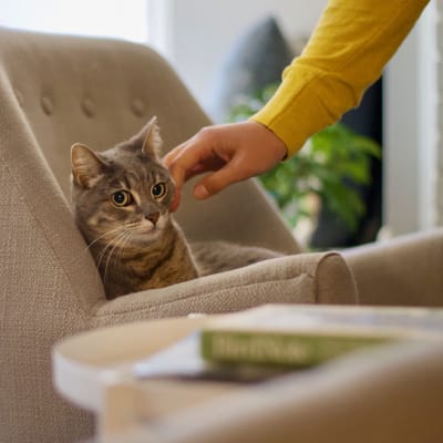 Grey tabby cat sits on a cream armchair getting a forehead scratch from a team member in a yellow sweater during an indoor visit.