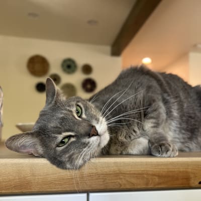 Grey tabby cat lounges lazily across a wooden kitchen counter in a sunlit home with decorative wall baskets visible in the background.