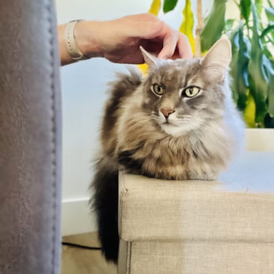 Fluffy long-haired grey cat relaxes on a cream ottoman in a bright plant-filled living room as a hand gently pets its head.