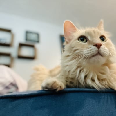 Cream-colored long-haired cat relaxing on blue cushion during cat sitting visit