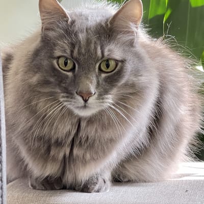 Long-haired gray cat with green eyes sitting on couch during cat sitting visit