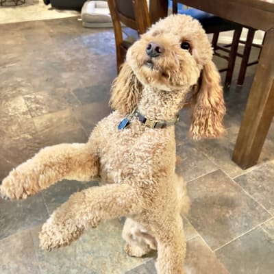 Poodle relaxing at home during Away Home & Pet Care pet sitting visit