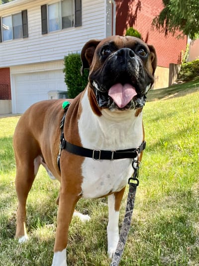 Happy boxer on a neighborhood walk with Away Home & Pet Care in Ogden Utah