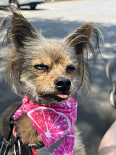 Yorkie in pink bandana on a midday walk with Away Home & Pet Care in Ogden Utah