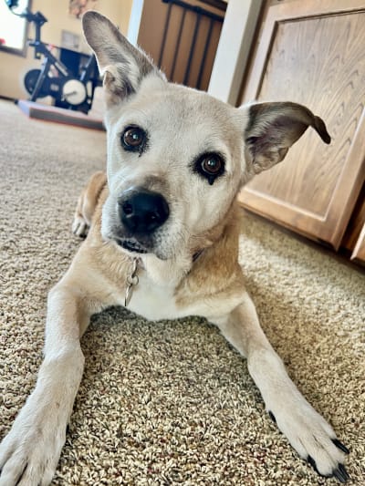 Senior dog relaxing at home during an Away Home & Pet Care house check visit in Ogden, Utah
