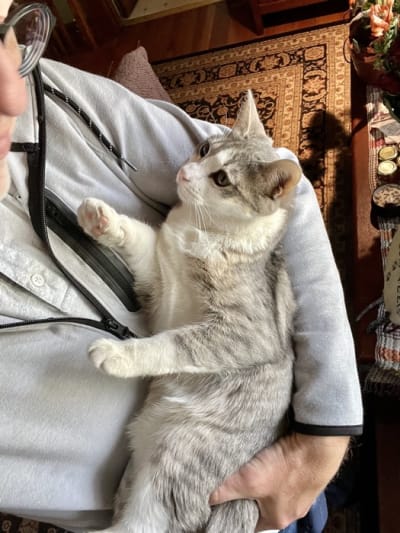 White cat being cared for in Ogden home during cat sitting visit