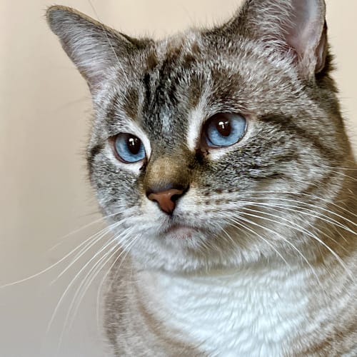 Close-up portrait of a lynx point Siamese cat with bright blue eyes and soft tabby markings against a warm cream background