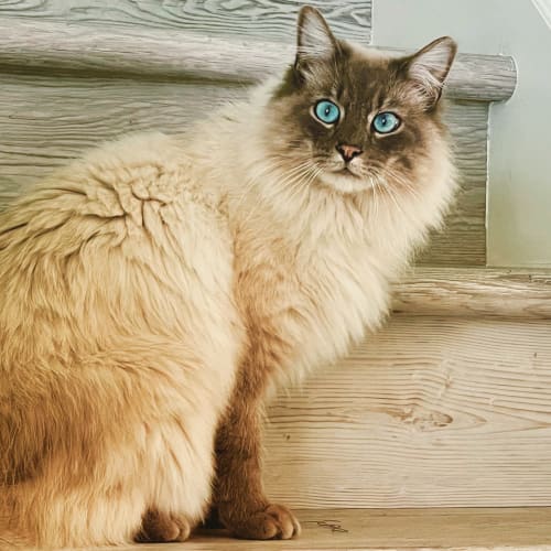 A long-haired ragdoll cat with striking blue eyes sits on a wooden staircase, cream fur and dark face markings clearly visible.