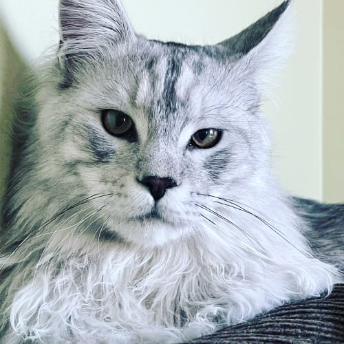 Close-up of a silver tabby cat with striking green eyes during a cat sitting visit