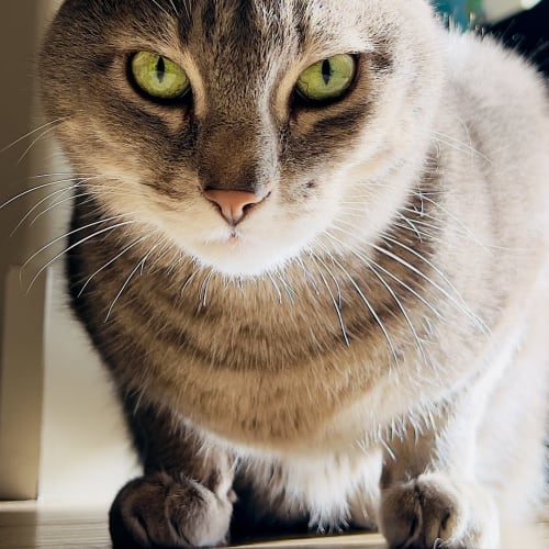 A gray tabby cat with bright green eyes crouches low on a light wood floor, staring directly at the camera.